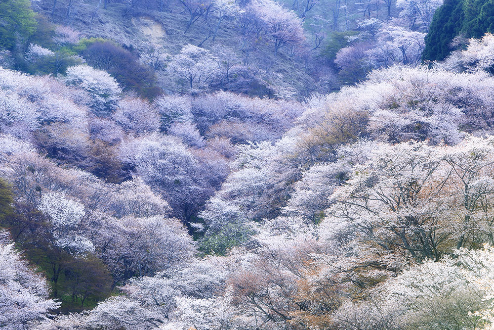 吉野山の桜