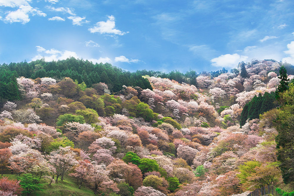 吉野山の桜