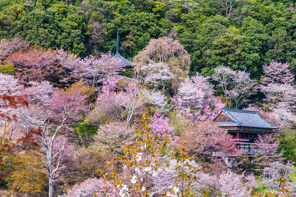 吉野山の桜