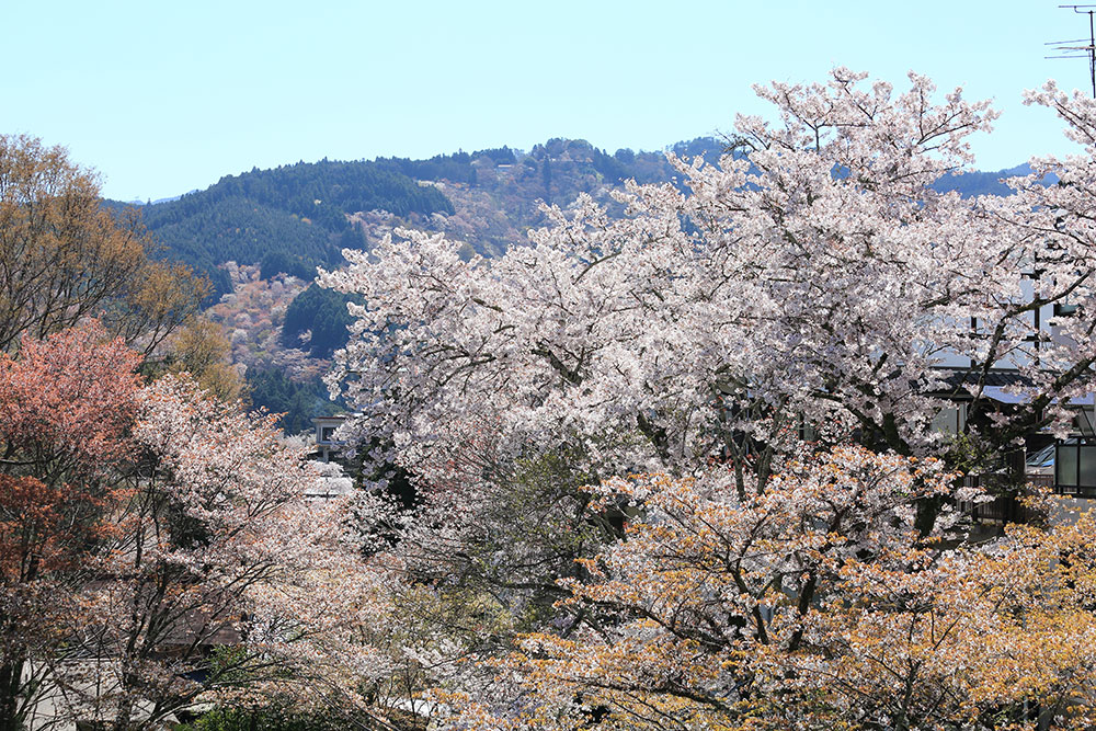 吉野山の桜