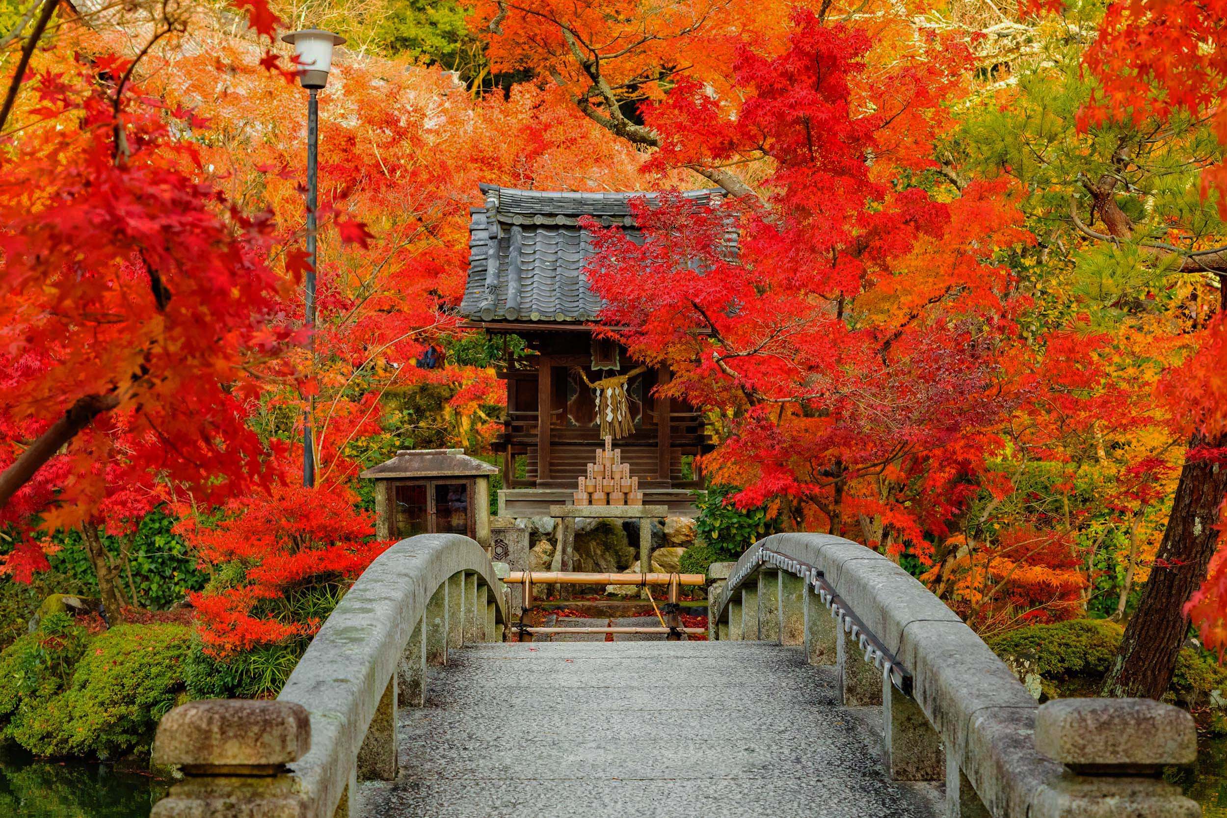 秋の紅葉ツアーの特集 21年最新版 タビックスジャパン