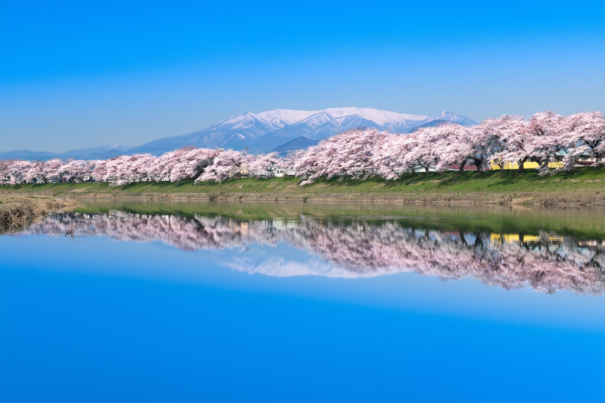 白石川堤一目千本桜を見に行くバス・新幹線ツアー | 桜特集2021